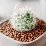 Say thanks with plants